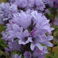 Campanula Glomerata Caroline Dorset Perennials Flora Flowers Pretty Flowers Pictures Beautiful Flowers