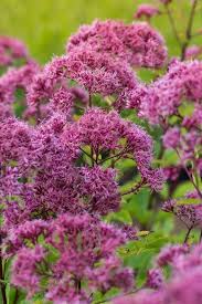 Grosser Wasserdost Glutball Eupatorium Fistulosum Glutball Gunstig Online Kaufen Wasserdost Pflanzen Pflanzen Kaufen