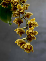 Image result for Polystachya tenuissima