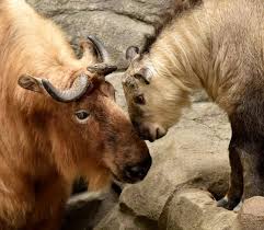 Dale The Takin Reunited With Mom At Cincinnati Zoo Cincinnati Zoo Zooborns Animals