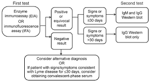 Current Guidelines Common Clinical Pitfalls And Future Directions For Laboratory Diagnosis Of Lyme Disease United States Volume 22 Number 7 July 2016 Emerging Infectious Diseases Journal Cdc