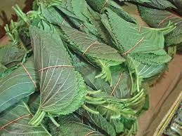 Perilla leaves are coming from made with perilla plant. Perilla Leaves Kkaennip Korean Cooking Ingredients Maangchi Com