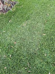 List of the best lawn forums. View Topic Kikuyu Invading Buffalo Lawn Home Renovation Building Forum