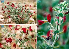 Image result for Lotus wildii