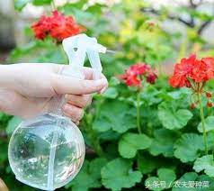 养花烦恼的除了烂根黄叶 还有就是生虫了 今天说的这一养花小妙招 就是利用厨房的调味料 大蒜来防治蚜虫 红蜘蛛等害虫 watering globe plants watering