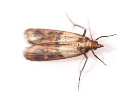 How to get rid of pantry moths the old farmer s almanac homeowner guide bob vila and larvae in your kitchen today overcoming a moth pe no ordinary homestead bugs. Pantry Moths Addison Pest Control The Bed Bug Experts