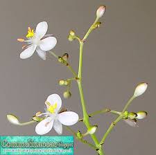 Image result for Murdannia stricta