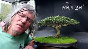 Backyard Bonsai Bench Tour at Vince's + Saving an Amur Maple