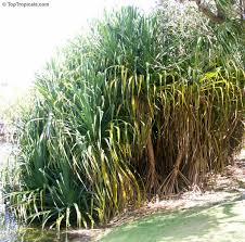 Image result for Pandanus sp. B