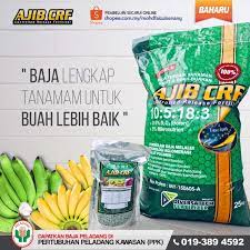 Sesudah 3 bulan, bibit kemungkinan besar telah punya 2 helai daun pupus. Baja Pokok Pisang Shopee Malaysia