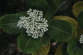 Image result for Laurembergia tetrandra