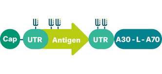 Karikó herself told salon that other biotechnology had progressed tremendously in the. Mrna Therapeutics Biontech