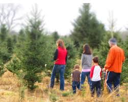 Stop by our north warwick, rhode island at home location today. Where To Get A Christmas Tree In Rhode Island At Farms And Farmstands Rhode Island Monthly