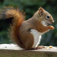 The louisiana department of wildlife and fisheries is responsible for managing and protecting louisiana's abundant natural resources. Wildlife Removal Pest Control Wild Animal Damage Repair Xceptional Wildlife Removal