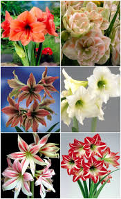 Die Richtige Pflege Fur Amaryllis Im Topf Tipps Fur Das Ganze Jahr Amaryllis Pflanzen Gewachs