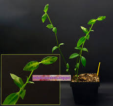 Image result for Ceropegia stenantha