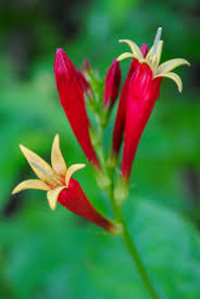 Image result for Spigelia