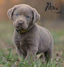 Check spelling or type a new query. Silver Labrador Breeders Silver Lab Puppies Charcoal Lab Puppies Tennessee Silver Lab Puppies Labrador Retriever Labrador Breeders