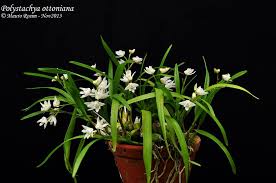 Image result for Polystachya ottoniana