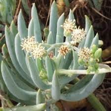 Image result for Senecio