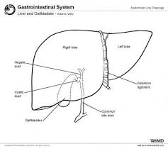 Like many of the other organs in your body, your liver is also susceptible to developing disease, which. Liver Anatomy Overview Gross Anatomy Microscopic Anatomy