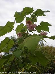 Image result for Dombeya burgessiae