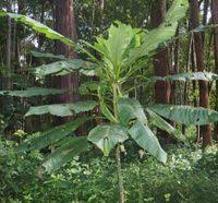 Image result for Solanecio mannii