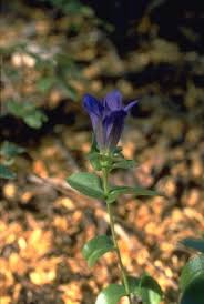 Image result for Gentianaceae
