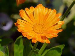 Que Son Las Plantas Herbaceas Jardineria On