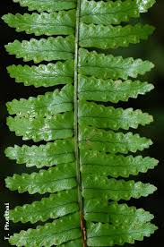 Image result for Nephrolepis undulata