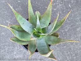 Image result for Aloe aculeata × globuligemma