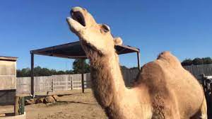 Camels (dromedary in this case) actually have many sounds that they make, but the two most frequent sounds are the generalized sound they make when they're inconvenienced, bothered by another camel or a camels make a variety of coughing noises, similar to that made by donkeys and the like. Camel Sounds à¤Š à¤Ÿ à¤• à¤†à¤µ à¤œ à¤œà¤® à¤¹ à¤ˆ à¤² à¤¨ Funny Yawning Camel Youtube