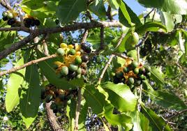 Image result for Ochna schweinfurthiana