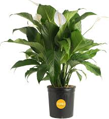 Image result for Spathiphyllum
