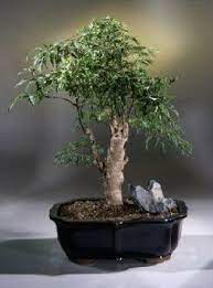 Ming Aralia Bonsai Tree Polyscais Fruitcosa Indoor Bonsai Tree Bonsai Tree Care Bonsai Tree