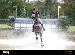 Image result for Panicum graciliflorum