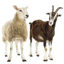 Goat synonyms, goat pronunciation, goat translation, english dictionary definition of goat. Sheep Goat Rapid Tests Products