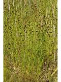 Image result for Scleria clathrata