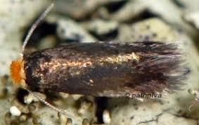 Image result for Stigmella paradoxa