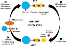 For over 30 years, atp is the leading provider of specialized storage and memory solutions products for industrial applications. Health And Ergogenic Potential Of Oral Adenosine 5 Triphosphate Atp Supplementation Sciencedirect