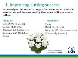 Rhizopon aa tablets are water soluable tablets and can be applied using several methods. The Bedding And Pot Plant Centre New Product