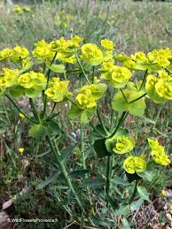 Image result for Euphorbia serratifolia