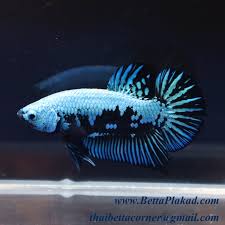 Black samurai betta fry at 3 week old. Bettaplakad Hashtag On Twitter