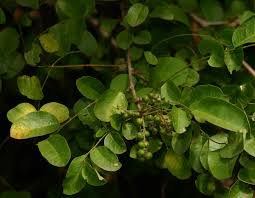 Image result for Phyllanthus reticulatus