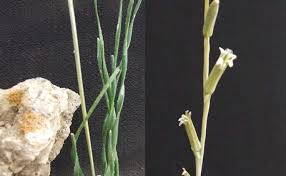 Image result for Aloe welwitschii