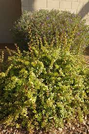 Image result for Grona afra