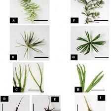 Image result for Ceratophyllum muricatum