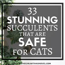 This plant is perfect for hanging, as it sprouts smaller spiderettes that drape down from the mother plant as if on a web—safe for any curious cat or dog. 33 Stunning Succulents That Are Safe For Cats The Girl With A Shovel