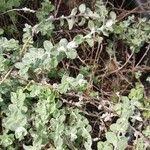 Image result for Plecostachys