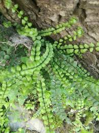 Image result for Asplenium emarginatum